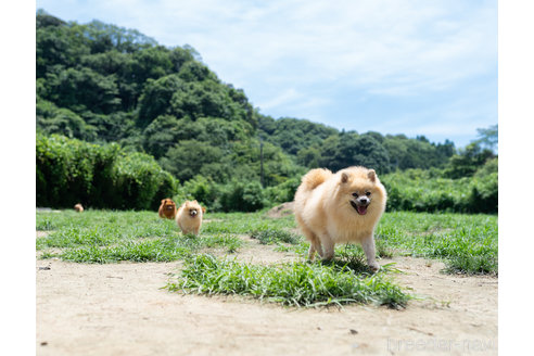 成約済の千葉県のポメラニアン-280787の2枚目